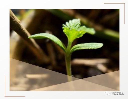 常见边坡坡面防护设计,你真的搞懂了吗?的图4